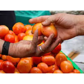 Tomato  (8)-2978607-26846.webp